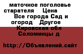 маточное поголовье старателя  › Цена ­ 3 700 - Все города Сад и огород » Другое   . Кировская обл.,Соломинцы д.